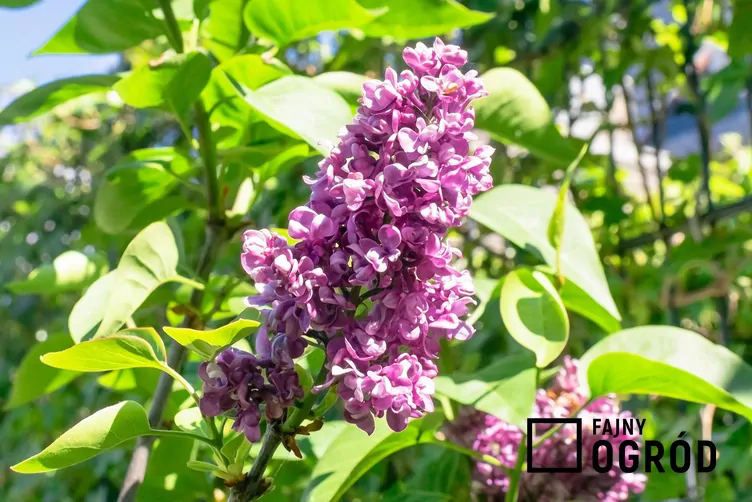 Lilak pospolity 'Charles Joly'