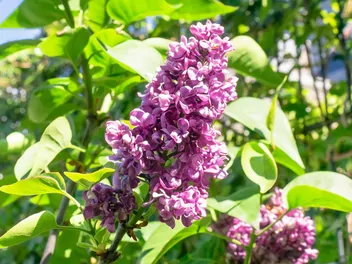 Lilak pospolity 'Charles Joly' - zdjęcie 3