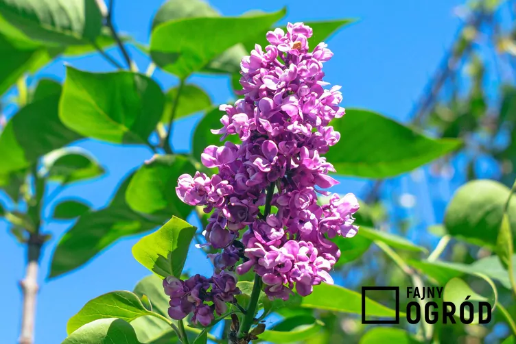 Lilak pospolity 'Charles Joly'