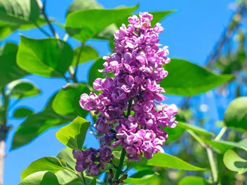 Ilustracja rośliny lilak pospolity 'charles joly'