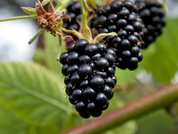 Jeżyna bezkolcowa 'Navaho' - zdjęcie 2