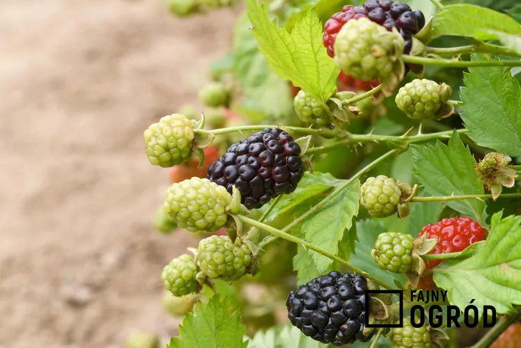 Jeżyna bezkolcowa 'Navaho'