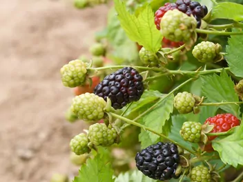 Jeżyna bezkolcowa 'Navaho' - zdjęcie 3