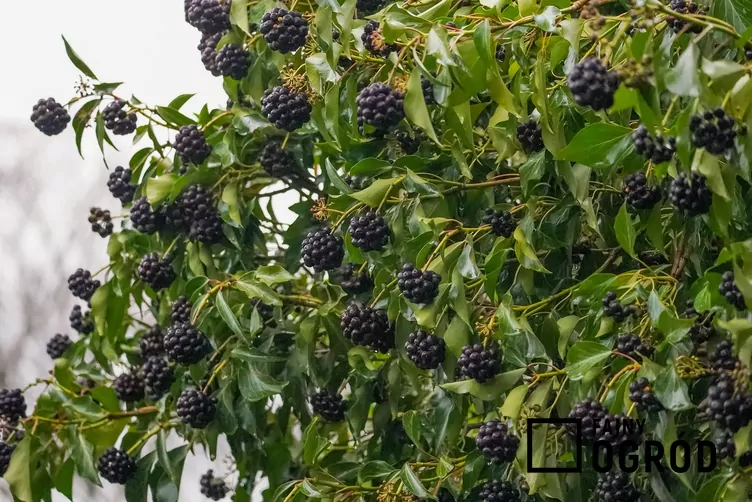 Jeżyna bezkolcowa 'Navaho'
