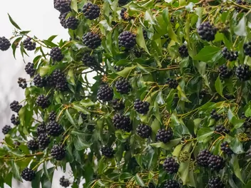 Jeżyna bezkolcowa 'Navaho' - zdjęcie 4