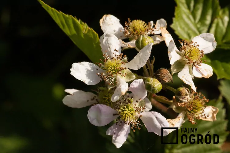 Jeżyna bezkolcowa 'Navaho' - zdjęcie 5
