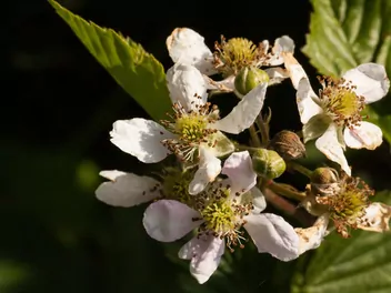 Jeżyna bezkolcowa 'Navaho' - zdjęcie 5