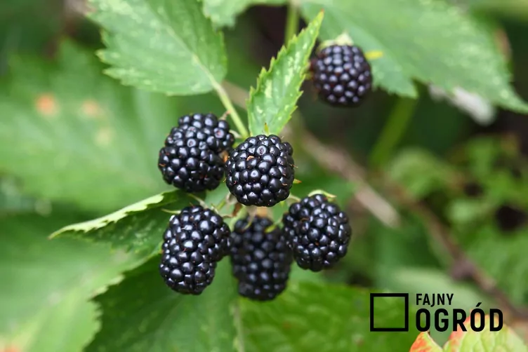 Jeżyna bezkolcowa 'Navaho'