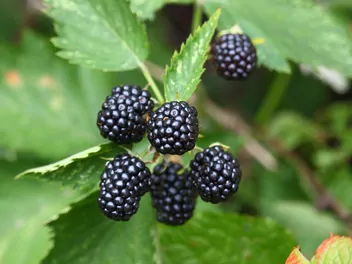 Ilustracja rośliny jeżyna bezkolcowa 'navaho'