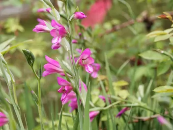 Ilustracja rośliny mieczyk bizantyjski