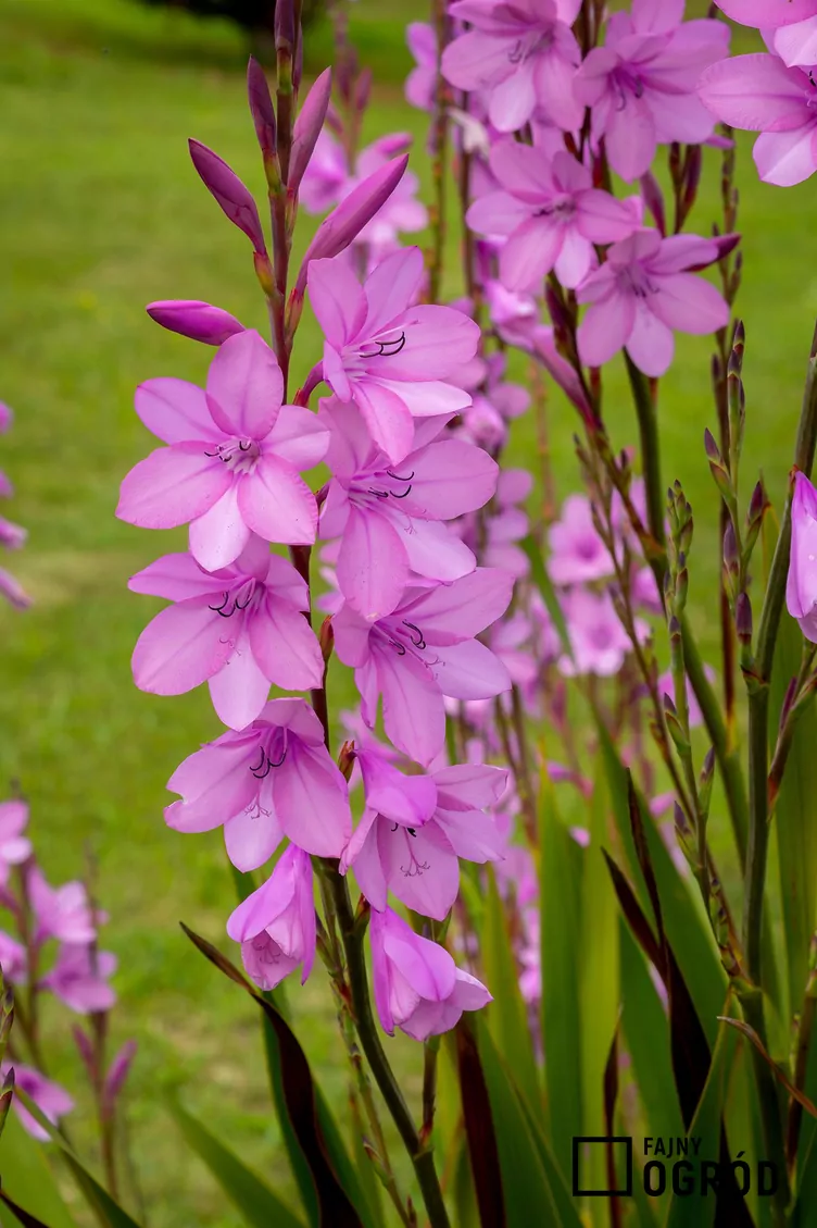 Mieczyk bizantyjski - zdjęcie 5