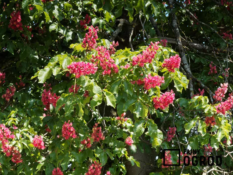 Kasztanowiec różowy