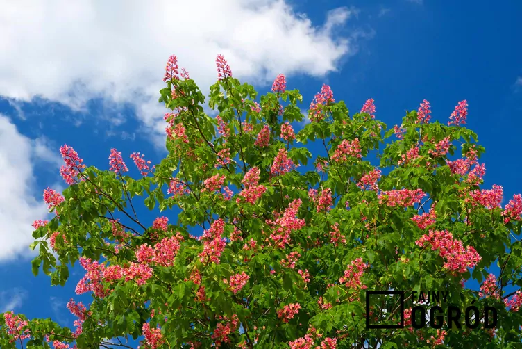 Kasztanowiec czerwony 'Briotti'