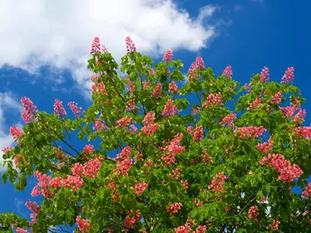 Kasztanowiec czerwony 'Briotti' - zdjęcie 3