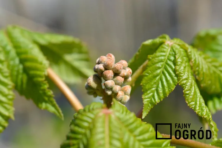 Kasztanowiec czerwony 'Briotti'