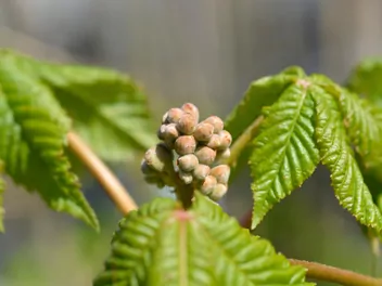 Kasztanowiec czerwony 'Briotti' - zdjęcie 4
