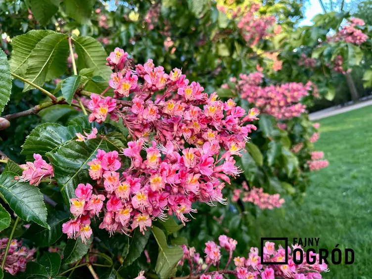 Kasztanowiec czerwony 'Briotti'