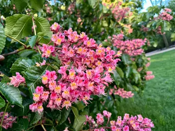 Ilustracja rośliny kasztanowiec czerwony 'briotti'