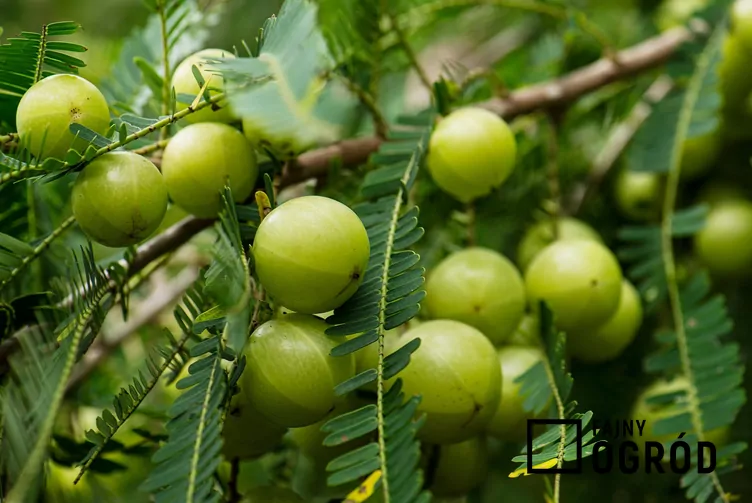 Agrest indyjski Agrest indyjski