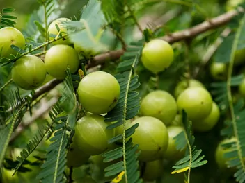 Liściokwiat garbnikowy - zdjęcie 2