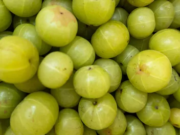 Liściokwiat garbnikowy - zdjęcie 3