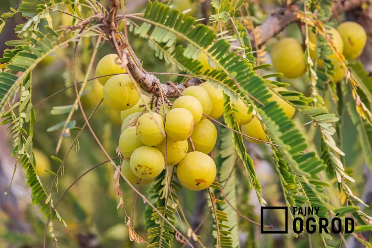 Liściokwiat garbnikowy Liściokwiat garbnikowy