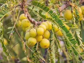 Liściokwiat garbnikowy - zdjęcie 4