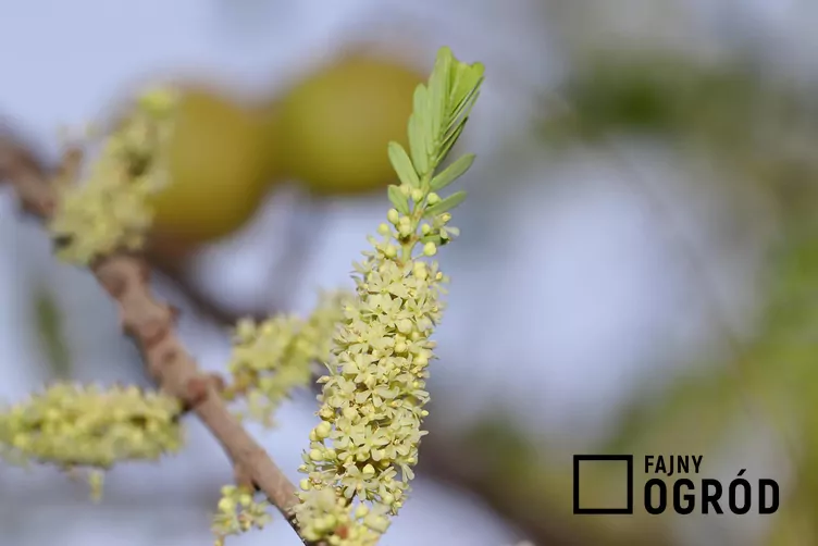 Liściokwiat garbnikowy - zdjęcie 5 Liściokwiat garbnikowy - zdjęcie 5