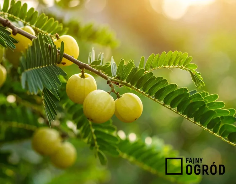 Liściokwiat garbnikowy