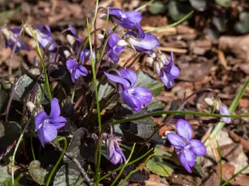Fiołek labradorski - zdjęcie 2