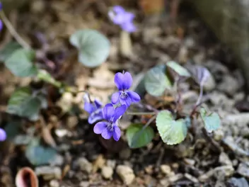 Fiołek labradorski - zdjęcie 3