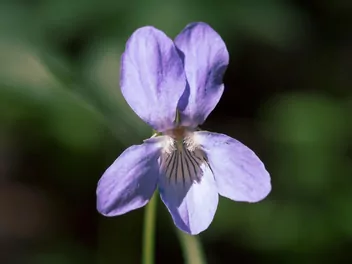 Fiołek labradorski - zdjęcie 4