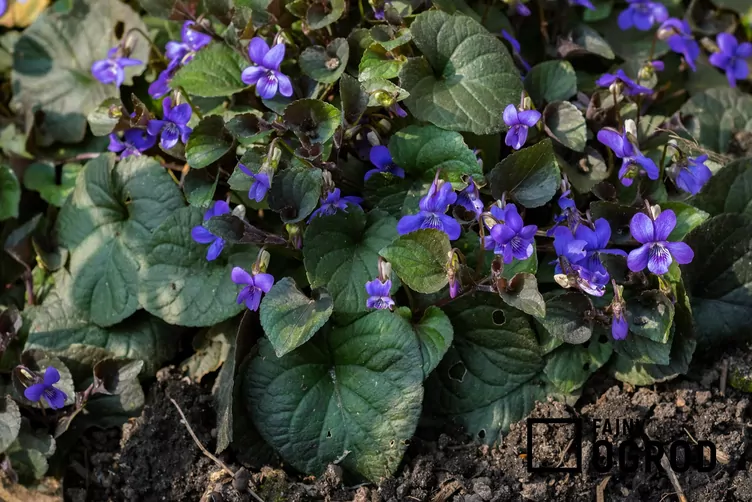 Fiołek labradorski - zdjęcie 5