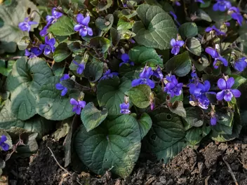 Fiołek labradorski - zdjęcie 5