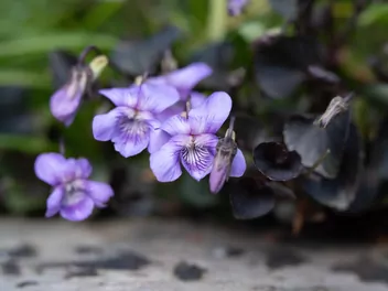 Ilustracja rośliny fiołek labradorski