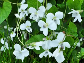 Fiołek biały - zdjęcie 2