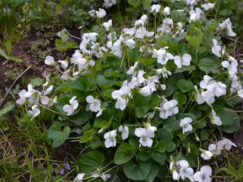 Fiołek biały - zdjęcie 3