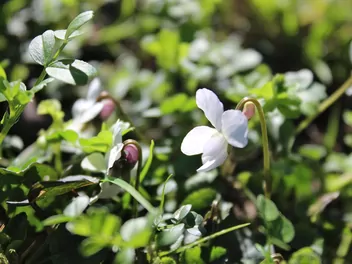 Fiołek biały - zdjęcie 4