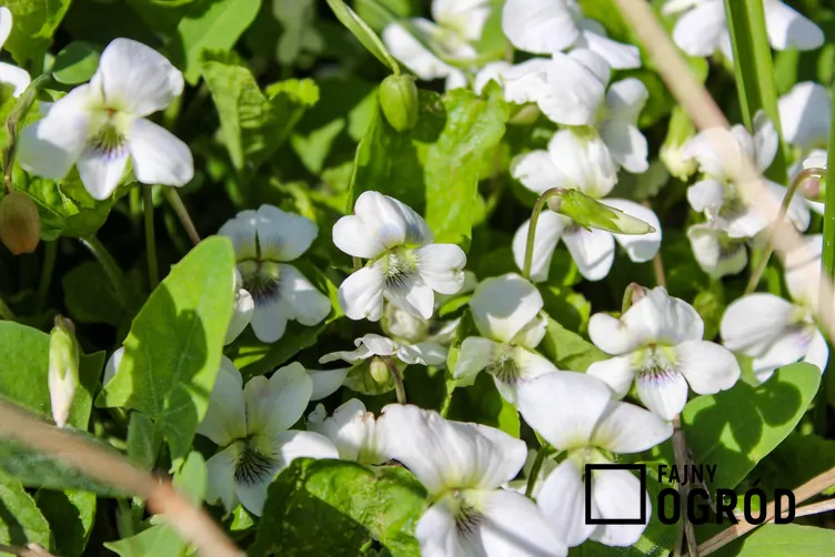Fiołek biały - zdjęcie 5