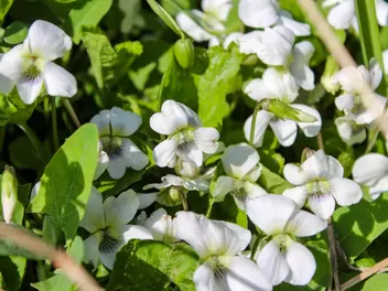 Fiołek biały - zdjęcie 5