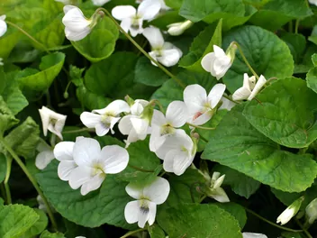 Ilustracja rośliny fiołek biały