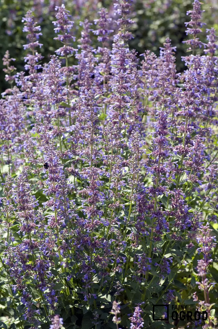 Kocimiętka syberyjska