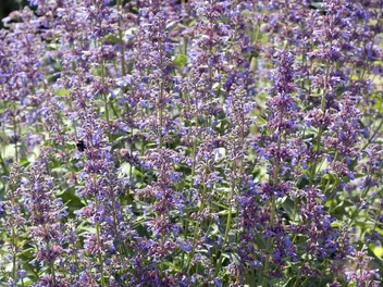 Kocimiętka syberyjska - zdjęcie 2