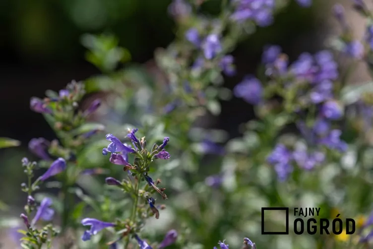 Kocimiętka syberyjska