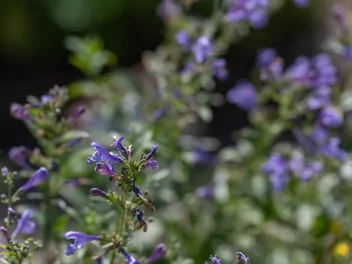 Kocimiętka syberyjska - zdjęcie 3