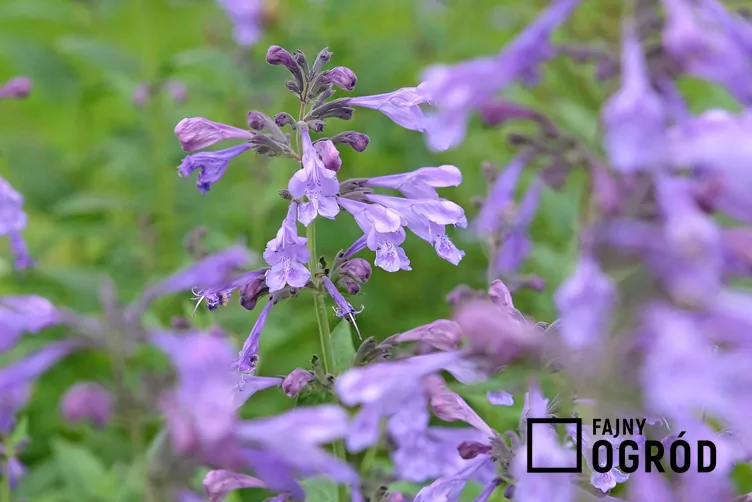 Kocimiętka syberyjska