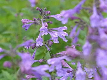 Kocimiętka syberyjska - zdjęcie 4