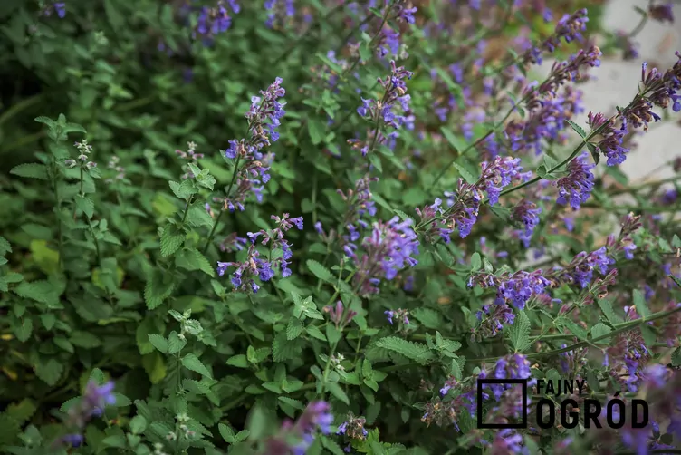 Kocimiętka syberyjska - zdjęcie 5