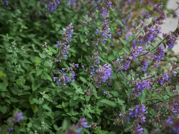 Kocimiętka syberyjska - zdjęcie 5