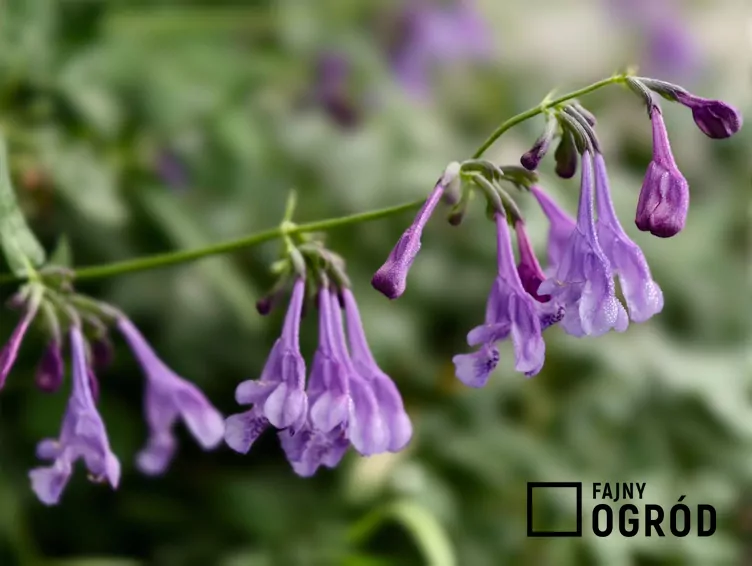 Kocimiętka syberyjska